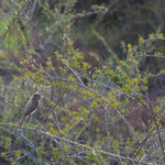 Warbler Finch