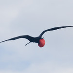 Frigate Bird
