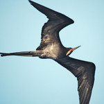 Frigate Bird