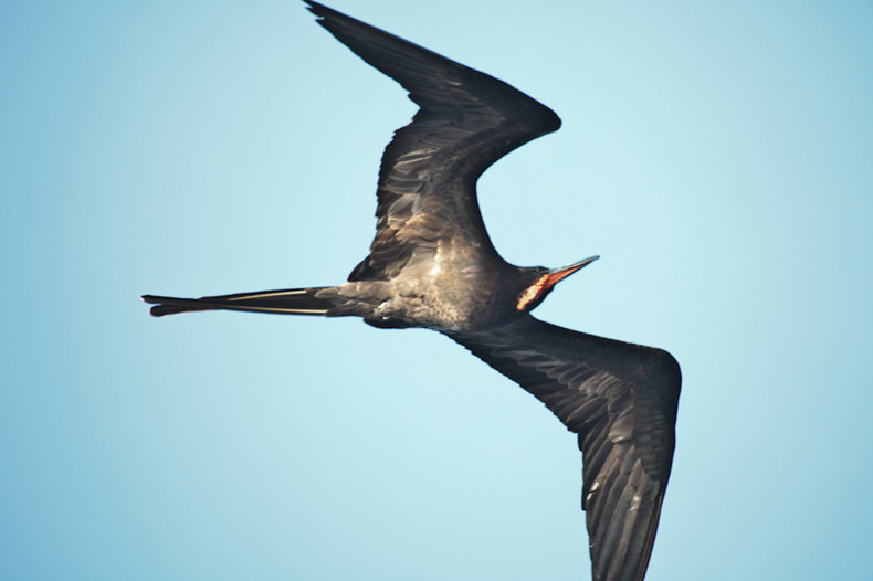 Frigate Bird