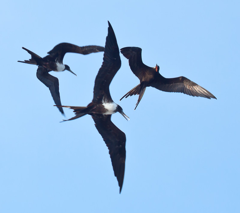 Frigate Bird