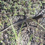 Lava lizard