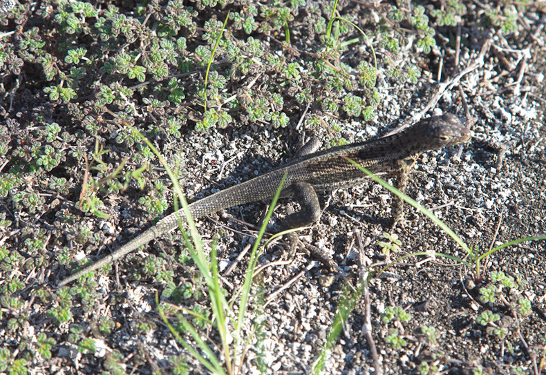 Lava lizard