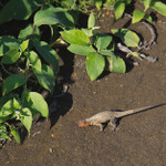 Land Iguana