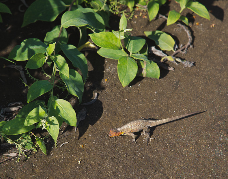 Land Iguana