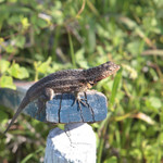 Lava lizard