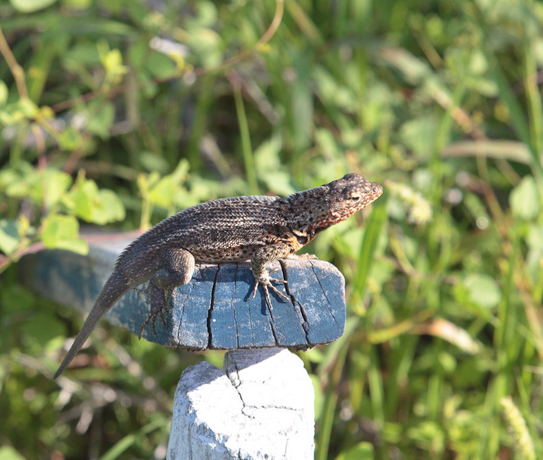 Lava lizard