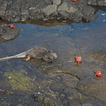 Marine iguana