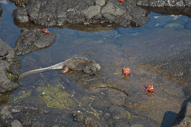 Marine iguana