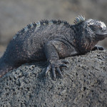 Marine iguana