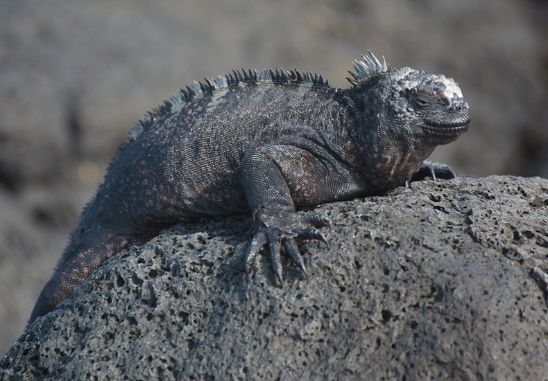 Marine iguana