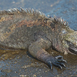 Marine iguana