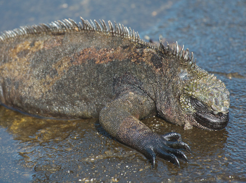 Marine iguana