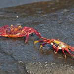 Sally Lightfoot Crab