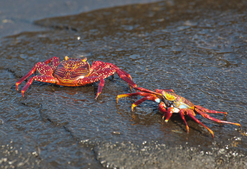 Sally Lightfoot Crab