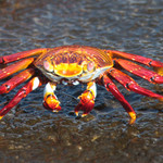 Sally Lightfoot Crab