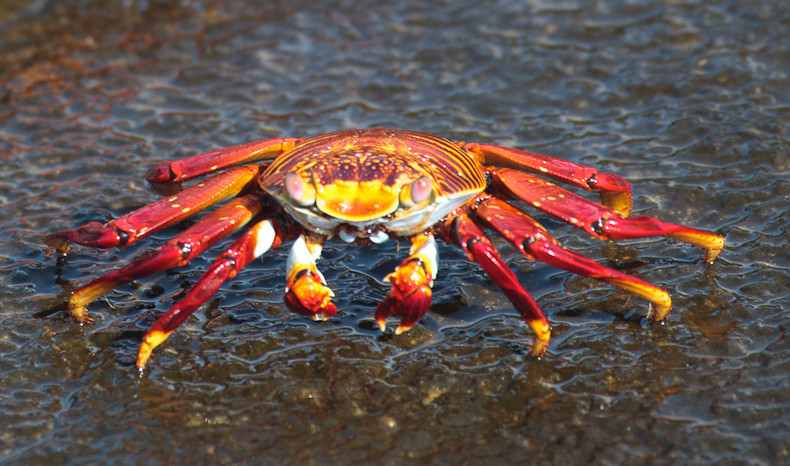 Sally Lightfoot Crab