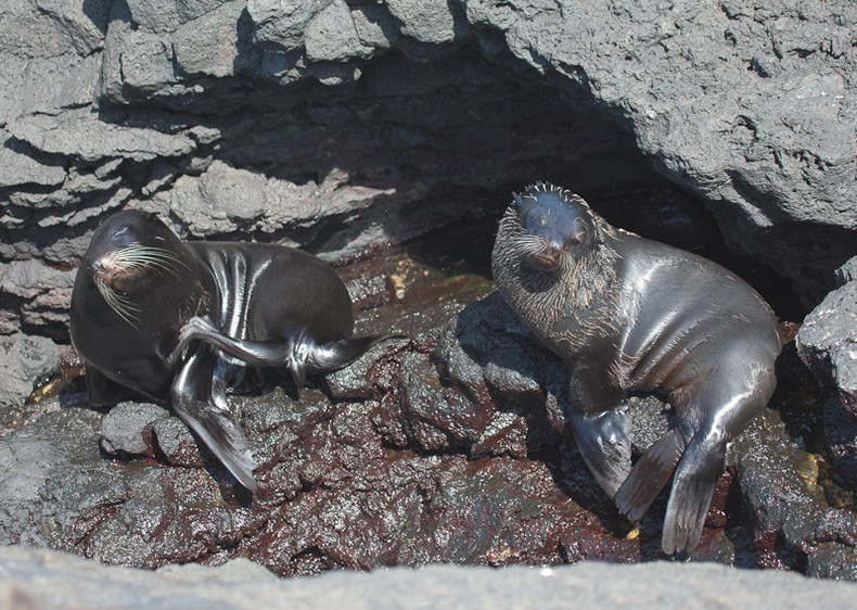 Sea lion