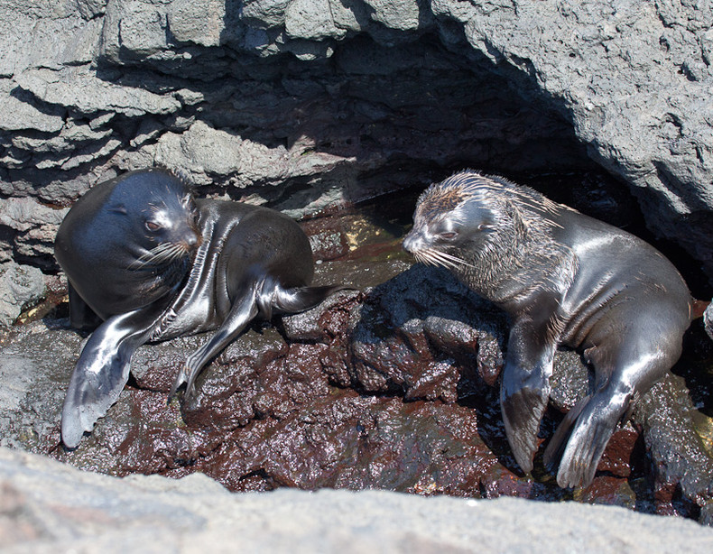 Sea lion