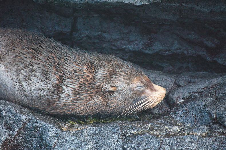 Sea lion