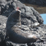 Sea lion