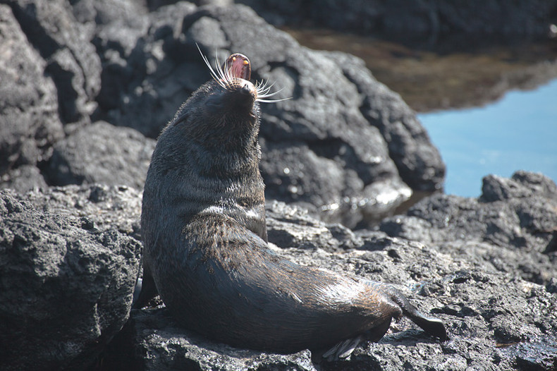 Sea lion