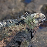 Marine iguana