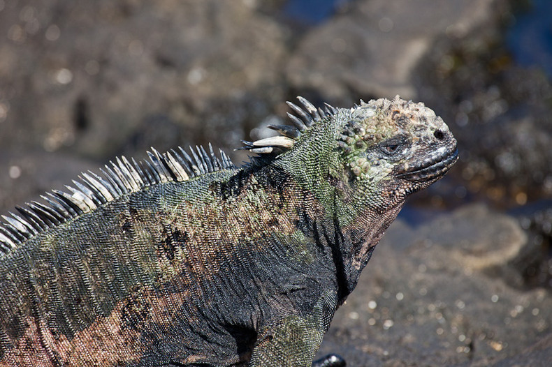 Marine iguana