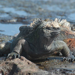 Marine iguana