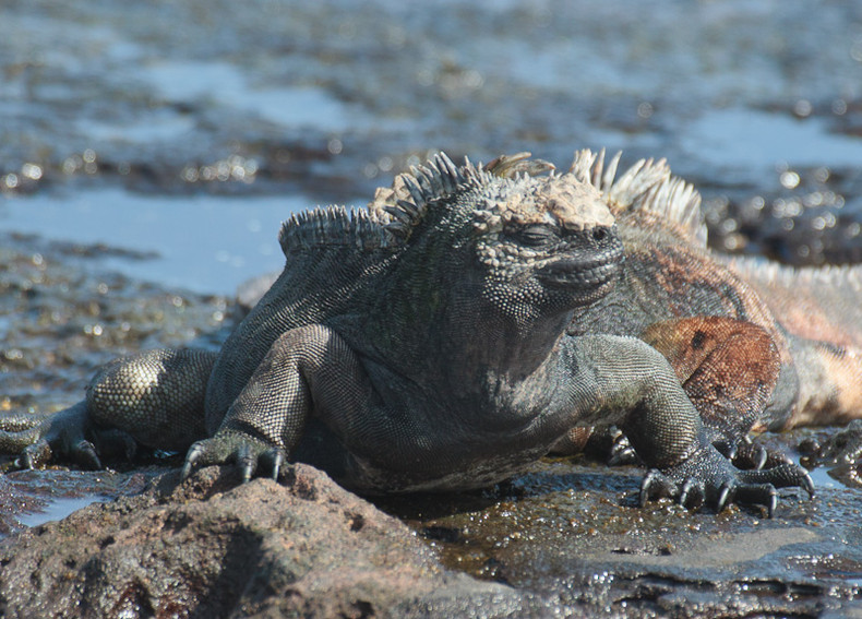 Marine iguana