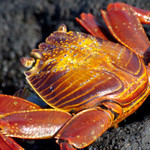 Sally Lightfoot Crab