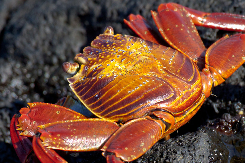 Sally Lightfoot Crab