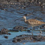 Sandpiper