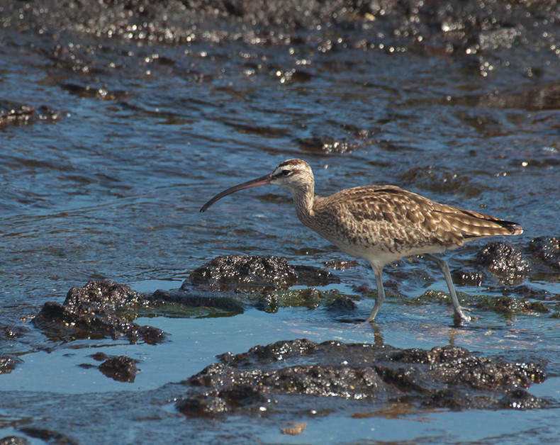 Sandpiper