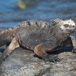 Marine iguana