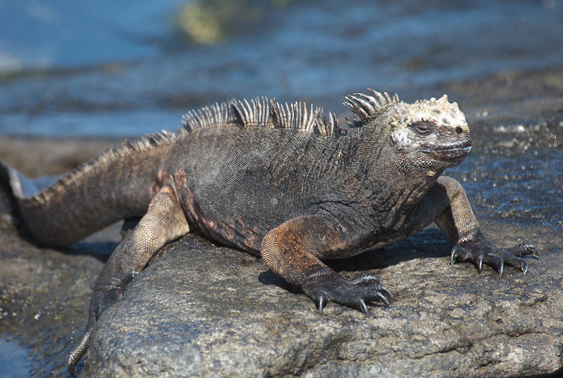 Marine iguana