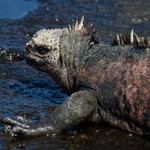 Marine iguana