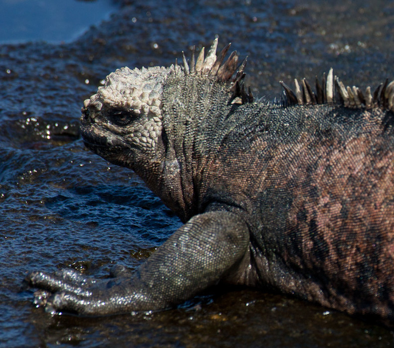 Marine iguana