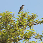 Galapagos Mockingbird