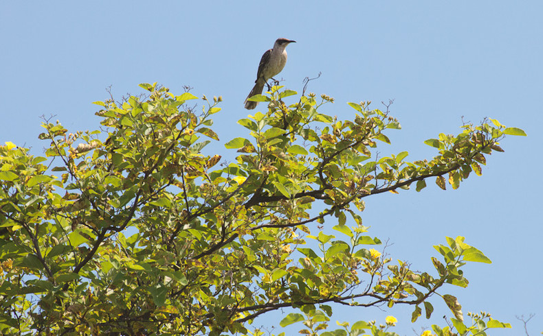 Galapagos Mockingbird