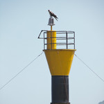 Frigate Bird