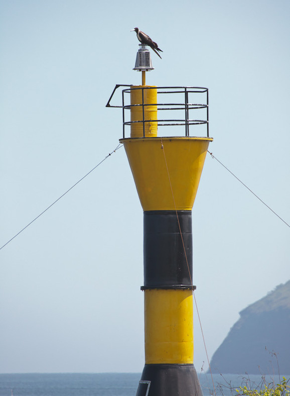 Frigate Bird