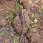 Lava lizard