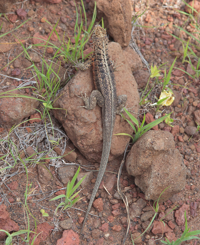 Lava lizard