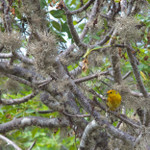 Yellow Warbler