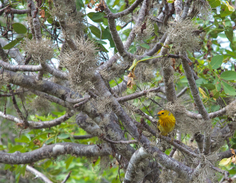 Yellow Warbler