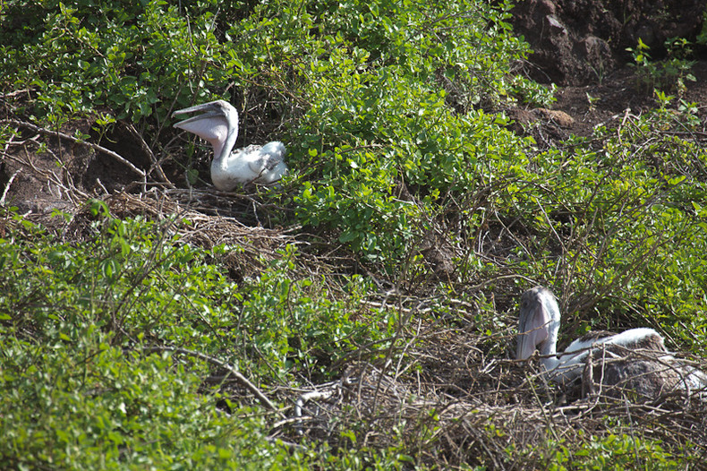 Pelican