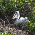 Pelican