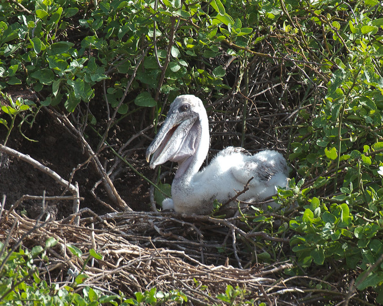 Pelican