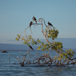 Frigate Bird